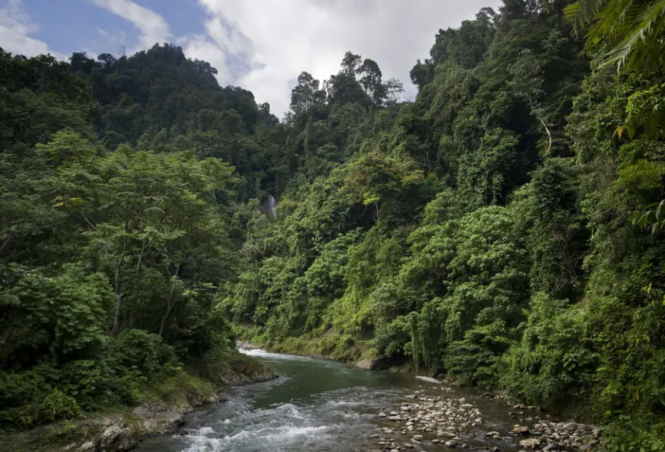 Pemandangan hutan hujan Indonesia