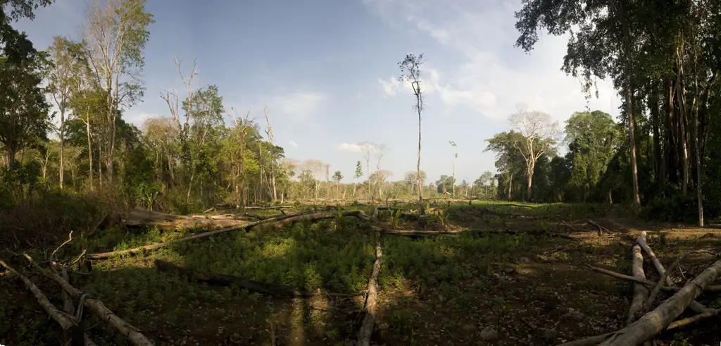 Perusakan habitat kupu-kupu